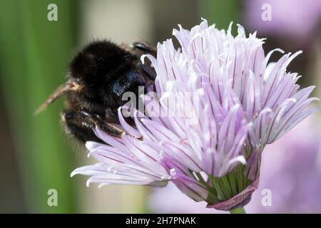 Steinhummel, Stein-Hummel, Bombus lapidarius, Pyrobombus lapidarius, Melanobombus lapidarius, Aombus lapidarius, Weibchen beim Blütenbesuch auf Schnit Stockfoto