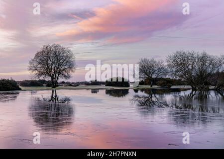 Janesmoor Pond, New Forest, Fritham, Hampshire, England, Vereinigtes Königreich Stockfoto