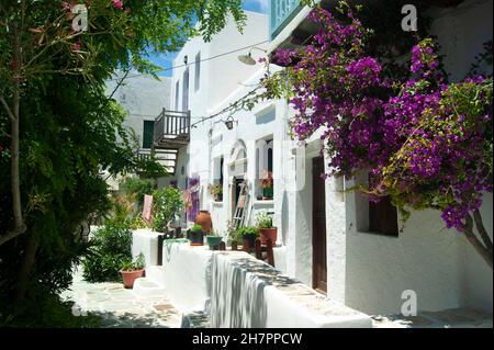 Bunte Blumen, Insel Folegandros, Griechenland. Straßenszene im schönen alten Dorf. Typisch griechische Szene. Landschaftsaufnahme. Stockfoto