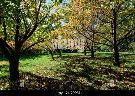 Minimalistischer monochromer Hintergrund mit großen roten und orangen Kirschbäumen im Japanischen Garten aus dem Herastrau Park in Bukarest, Rumänien, Stockfoto