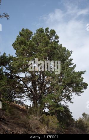 Kanarische Kiefer bei La Palmita auf der Insel La Gomera Stockfoto