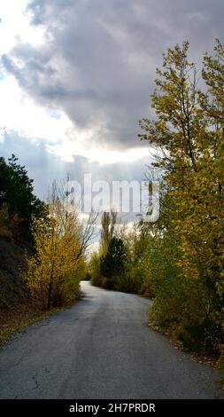 Gelbfärbende Blätter und letzte Blüten im Herbst. Gefallene Blätter und herbstliche Landschaft. Stockfoto