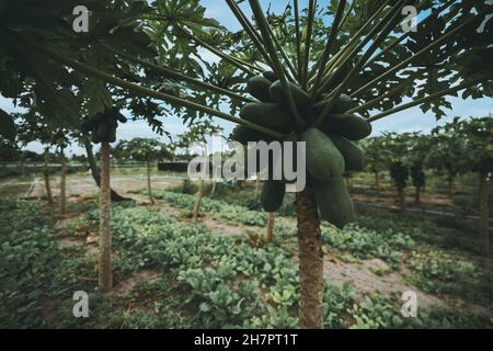 Nahaufnahme eines Papaya-Baumes (Carica Papaya) auf der Plantage, die an einem warmen, sonnigen Tag über Rettichbeeten im entkochten Hintergrund thront, ist Thoddoo Stockfoto