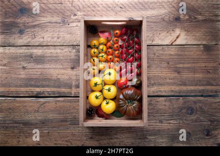 Holzkiste mit einer bunten Auswahl an Tomaten, verschiedenen Sorten wie Borange, monterosa und Heriloom Stockfoto