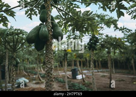 Eine Nahaufnahme eines Papaya-Baumes mit einem Haufen reifer Früchte, die im Vordergrund an seinem Stamm hängen und auf einer tropischen Plantage mit einigen Ernten wachsen Stockfoto