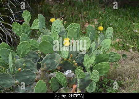 Ein großer alter Kaktus aus Kaktus mit Stachelkiesche blüht im Frühjahr. Stockfoto