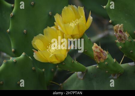 Nahaufnahme von gelben Blüten auf einem Kaktus mit Stachelnelneigenblüten. Stockfoto