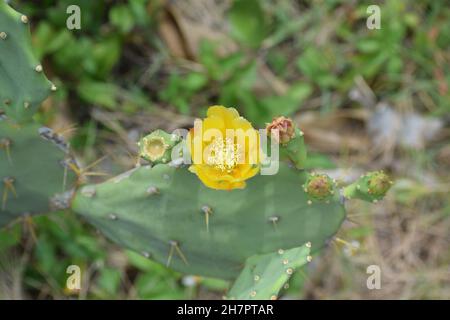 Blick hinunter auf eine gelbe Blume auf einem alten Kaktus aus Stachelpfirsich. Stockfoto
