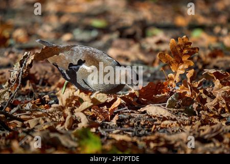 Eurasische Moorhühner auf Nahrungssuche in der Herbstsaison (Gallinula chloropus) Vogel auf Nahrungssuche Stockfoto
