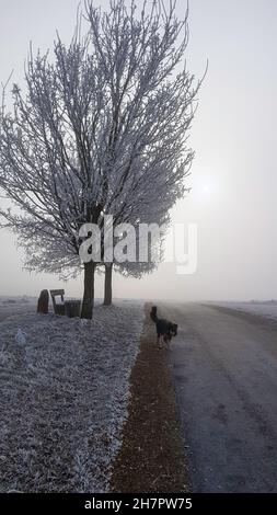 Winterlandschaft Straße mit Baum Stockfoto