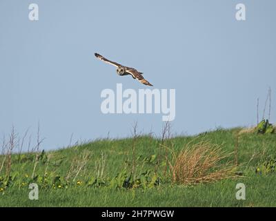 Die Kurzohreule (ASIO flammeus) gleitet mit ausgestreckten Flügeln, während sie auf dem Festland, Orkney, Schottland, Großbritannien, nach Wühlmäusen jagt Stockfoto