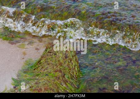 Algen an der sandigen Ostseeküste. Im Frühling erscheinen Algen an der Küste Stockfoto