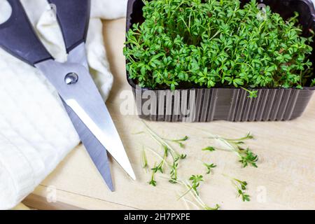 Frisch wachsende Micro Greens von jungen Brunnenkresse Salat mit Schere auf hellem Hintergrund geschnitten. Stockfoto