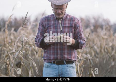 Erwachsener Landwirt, der aufgrund von Umweltschäden verfaulte, tote Maispflanzen auf seiner Plantage ansieht. Stockfoto