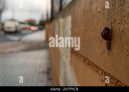 Nahaufnahme einer Schnecke, Helix aspera, die sich an einer Wand hinunterbewegt. Im Hintergrund, unscharf, eine urbane Straße mit Autos, die an einem bewölkten Morgen fahren Stockfoto