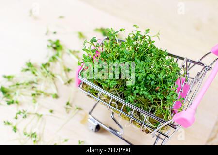 Frisch wachsende Micro Greens von jungen Brunnenkressensalat im Warenkorb auf hellem Hintergrund. Stockfoto