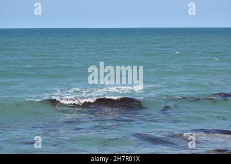 Groteske Algenhaufen werden in Wellen gefangen. Stockfoto