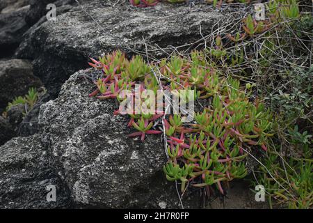 Coquina-Felsen mit sukkkulenten Reben. Stockfoto