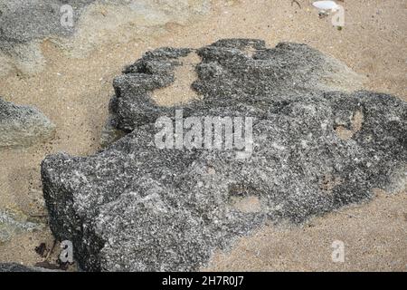 Großer Coquina-Felsen mit Strandsand bedeckt. Stockfoto