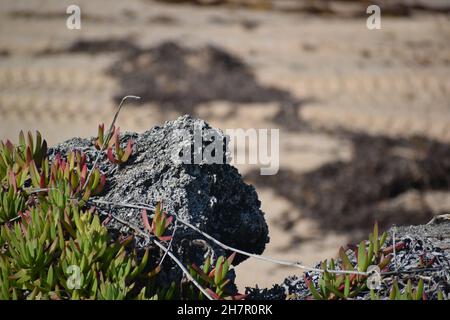 Eine zackige Coquina mit Sukkulenten. Stockfoto