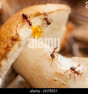 Team von fleißigen Ameisen bei der gemeinsamen Ernte von Pilzen und Nektar aus der Nähe. Mikrowelt des wilden Waldes Stockfoto