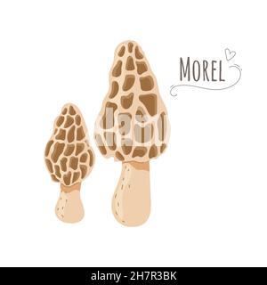 Set von essbaren Pilzen.Gruppe von morchellen, morchella Pilze isoliert auf weißem Hintergrund.Vereinfachtes Vektor-Illustration mit Titel. Stock Vektor