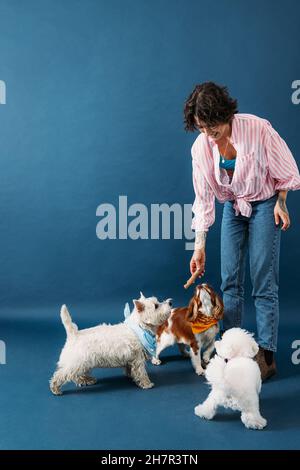 Junge Tierbesitzerin spielt mit drei kleinen Hunden im Studio auf blauem Hintergrund Stockfoto