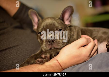 Mann, der in seinen Armen ein glattes Küken französisch Bulldogge hält Stockfoto