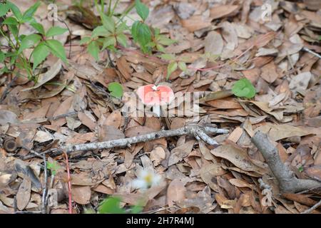 Ein rosa gefärbter Wildpilz wächst zwischen den Blättern im Wald. Stockfoto