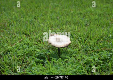 Ein schmutziger Toadhocker steht über einer Rasenfläche. Stockfoto