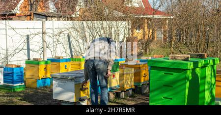 Der Imker schließt im Frühjahr die Honigbienenfliegen im Bienenhaus. Selektiver Fokus Stockfoto