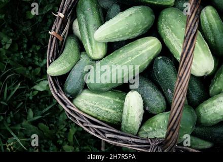 Frische reife Gurken im alten Korb Stockfoto