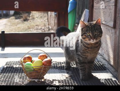 Lustige junge Katze mit bunten Ostereiern in einem Korb an der Schwelle des Landhauses Stockfoto