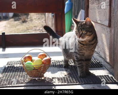 Lustige junge Katze mit bunten Ostereiern in einem Korb an der Schwelle des Landhauses Stockfoto