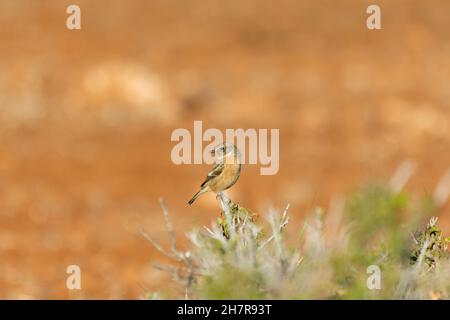 Stonebird (Saxicola torquata) ist ein kleiner aufrechter Vogel der Familie Muscicapidae. Stockfoto