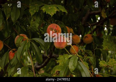 Reife Pfirsiche auf einem Baum im Garten Stockfoto