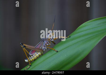 Nahaufnahme großer Heuschrecke auf grünem Blatt. Stockfoto
