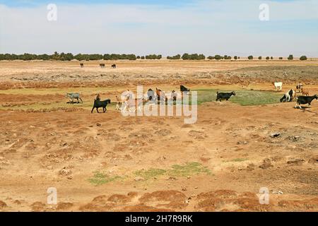 Stamm der Ziegen, die um den Sumpf des ariden Feldes der Atacama-Wüste, San Pedro de Atacama in Nordchile, Südamerika, grasen Stockfoto
