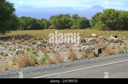 Schaftrieb auf dem Javara Grass Feld der Atacama Wüste, San Pedro de Atacama in Nordchile, Südamerika Stockfoto