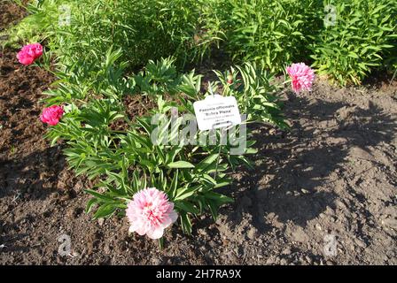 Paeonia officinalis Pflanze mit Kennzeichnungsetikett in latein und lettischer Lahguage im botanischen Garten der Lettischen Universität, Riga, Lettland. Stockfoto