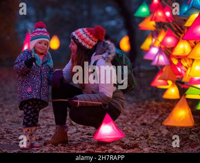 Wakehurst, Ardingly, Sussex. 24. November 2021. Glow Wild, eines der Top-Winterveranstaltungen von Sussex seit 8th Jahren, mit großen neuen Lichtinstallationen von preisgekrönten Künstlern, über 300 handgefertigten Laternen und mit 37m Jahren Großbritanniens höchstem lebenden Weihnachtsbaum. Wakehurst ist Kews Wild Botanic Garden in der Nähe von Haywards Heath in Sussex. Quelle: Malcolm Park/Alamy Live News. Stockfoto