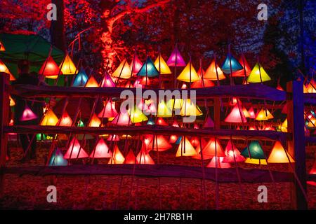 Wakehurst, Ardingly, Sussex. 24. November 2021. Glow Wild, eines der Top-Winterveranstaltungen von Sussex seit 8th Jahren, mit großen neuen Lichtinstallationen von preisgekrönten Künstlern, über 300 handgefertigten Laternen und mit 37m Jahren Großbritanniens höchstem lebenden Weihnachtsbaum. Wakehurst ist Kews Wild Botanic Garden in der Nähe von Haywards Heath in Sussex. Quelle: Malcolm Park/Alamy Live News. Stockfoto