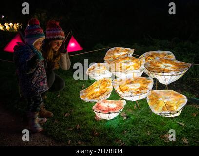 Wakehurst, Ardingly, Sussex. 24. November 2021. Glow Wild, eines der Top-Winterveranstaltungen von Sussex seit 8th Jahren, mit großen neuen Lichtinstallationen von preisgekrönten Künstlern, über 300 handgefertigten Laternen und mit 37m Jahren Großbritanniens höchstem lebenden Weihnachtsbaum. Wakehurst ist Kews Wild Botanic Garden in der Nähe von Haywards Heath in Sussex. Quelle: Malcolm Park/Alamy Live News. Stockfoto