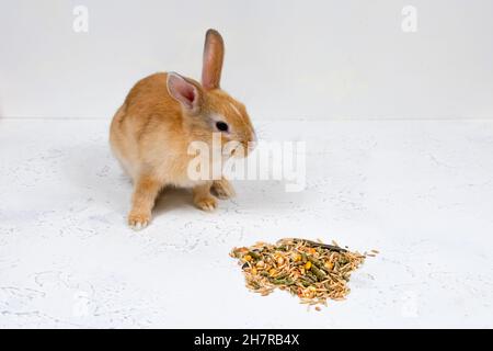 Rotschopf-Ingwerkaninchen sitzt neben dem Essen auf weißem Hintergrund. Platz für eine Inschrift. Stockfoto