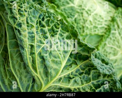 Einfache frische savoy Kohl Struktur Makrodetail, extreme Nahaufnahme, grüne abstrakte organische Hintergrundtextur, Vollformat, niemand, flache dof. Agricu Stockfoto