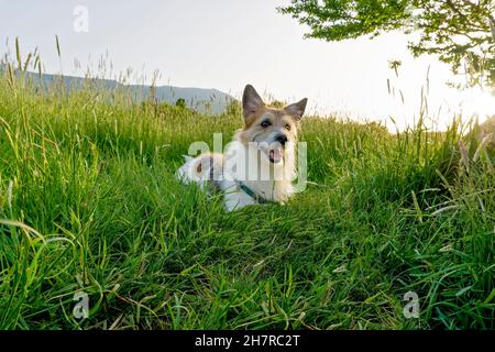 Langhaariger Jack Russell Terrier, der auf der Wiese ruht, Sofia, Bulgarien, Stockfoto