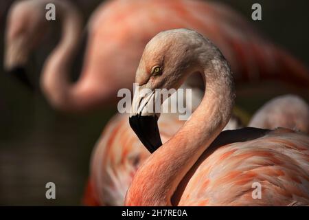 Der chilenische Flamingo im Reid Park Zoo in Tucson, Arizona, hebt in ausgewählter Ausrichtung seinen anmutigen Hals, seine weichen rosa Farbtöne und sein goldenes Auge hervor. Stockfoto