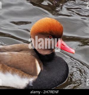 Roten Crested Tafelenten Stockfoto