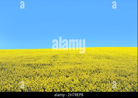 Canola/Rapssaat Feld in Ontario, Kanada unter einem blauen Himmel. Raps war natürlich aus Raps in Kanada und Raps gezüchtet bedeutet kanadische Öl, niedriger Säure Stockfoto