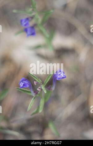 Purpurrote Blütenrasen von Greyleaf Bantambell, Scutellaria Siphocampyloides, Lamiaceae, einheimischem Kraut in den San Bernardino Mountains, Frühling. Stockfoto